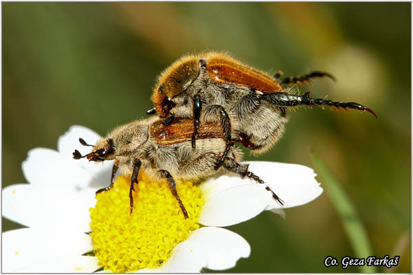 46_chaetopteroplia_segetum.jpg - Chaetopteroplia segetum, Location: Dubovac,  Serbia