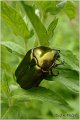 17_metallic_green_chafer