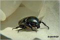 27_big_rose-chafer