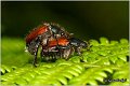 35_garden_chafer