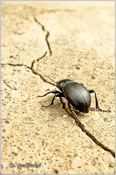 01_chuchyard_beetle.jpg - Chuchyard Beetles, Blaps gibba,  Location: Novi Sad, Serbia