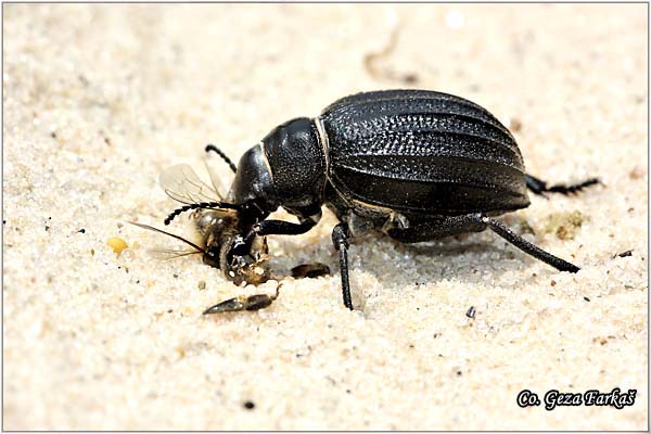 05_pimelia_bipunctata.jpg - Pimelia bipunctata,  Location Hamamet, Tunisia