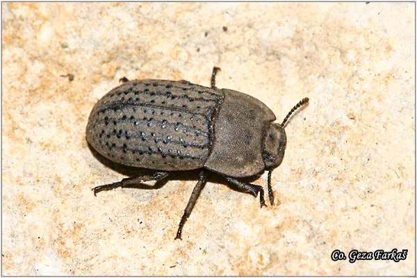 07_opatrum_sabulosum.jpg - Opatrum sabulosum, Location: Novi Sad, Serbia