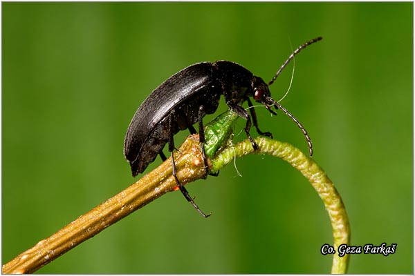 09_podonta_nigrita.jpg - Podonta nigrita, Location: Novi Sad, Serbia