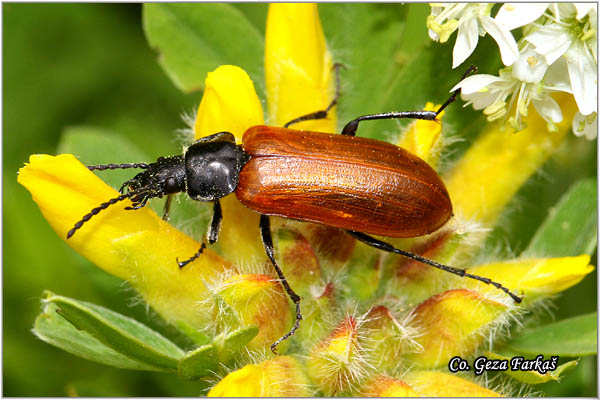 13_omophlus_proteus.jpg - Omophlus proteus, Mesto - Location: Mokra gora, Serbia