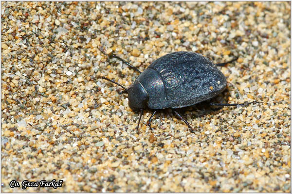 15_zophosis_bicarinata.jpg - Zophosis bicarinata,  Mesto - Gran Canaria, Maspalomas, Spain