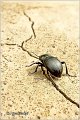 01_chuchyard_beetle