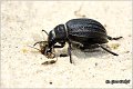 05_pimelia_bipunctata