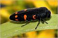 01_buprestidae