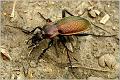 02_carabidae