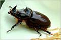 13_scarabaeidae