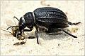 14_tenebrionidae