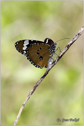 01_plain_tiger.jpg - Plain tiger, Danaus chrisippus, Location: Koh Phangan, Thailand