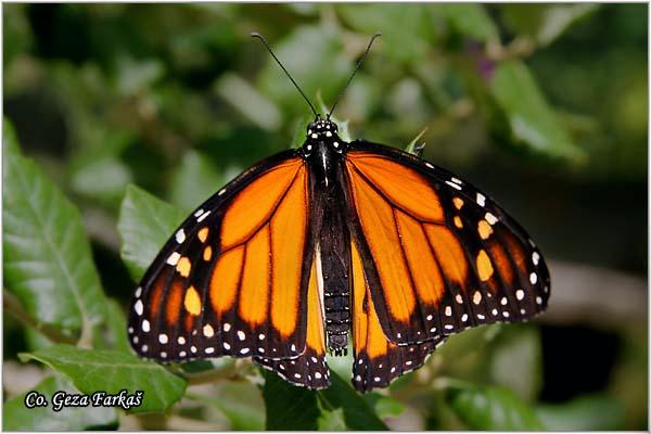 02_monarch.jpg - Monarch, Danaus plexippus, Location: Lisboa, Portugal