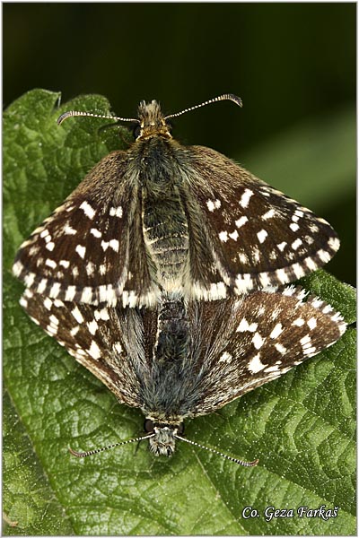 115_grizzled_skipper.jpg - Grizzled Skipper, Pyrgus malvae, Slezova hesperida, Mesto - Location: Fruska Gora, Serbia