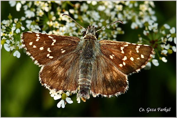 130_large_chequered_skipper.jpg - Large Grizzled Skipper, Pyrgus alveus,  Gorski pirgavac, Mesto - Location: Maglic mountine, Bosnia and Herzegovina
