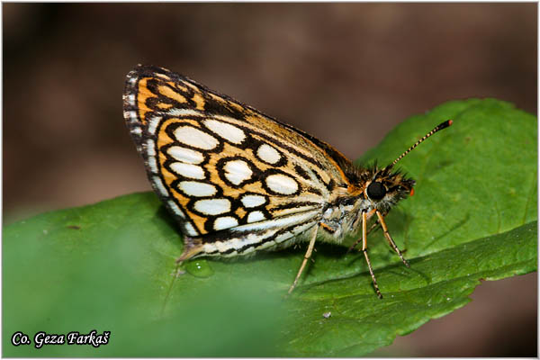 200_large_chequered_skipper.jpg - Large chequered skipper, Heteropterus Morpheus, karirani livadar, Mesto - Location: Fruska gora, Serbia