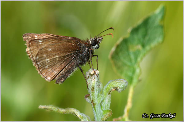 270_dingy_skipper.jpg - Dingy Skipper, Erynnis tages, Tamni skelar, Location: Fruka gora, Serbia