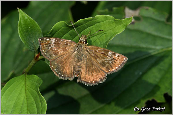 271_dingy_skipper.jpg - Dingy Skipper, Erynnis tages, Tamni skelar, Location: Fruka gora, Serbia