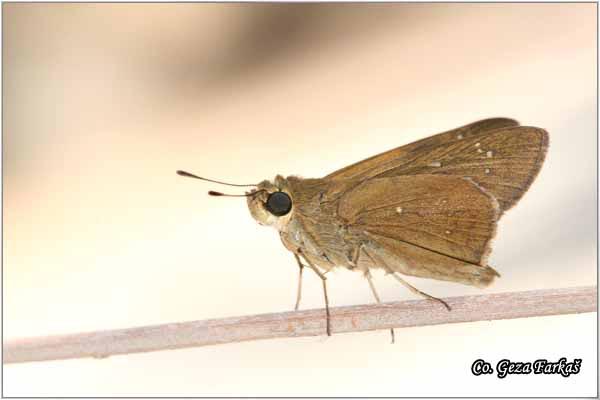 305_mediterranean_skipper.jpg - Mediterranean Skipper, Gegenes nostrodamus, Mesto - Location: Oly Deniz, Turkey