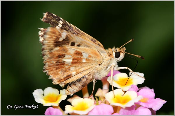 417_tesselated_skipper.jpg - Tesselated Skipper, Muschampia tessellum, Location: Olu deniz - Fethiye, Turkey