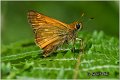 000_large_skipper