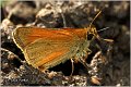 021_european_skipper