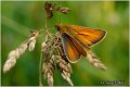 022_european_skipper