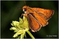 040_small_skipper