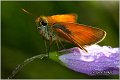 041_small_skipper