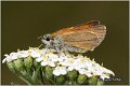 100_lulworth_skipper