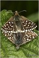 115_grizzled_skipper