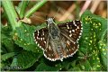 150_safflower_skipper