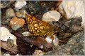 170_chequered_skipper