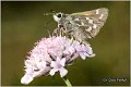 230_silver_spotted_skipper