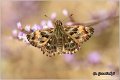 250_mallow_skipper