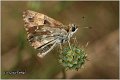 251_mallow_skipper