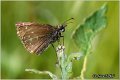 270_dingy_skipper