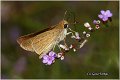 304_mediterranean_skipper