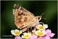 417_tesselated_skipper