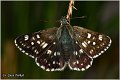 419_tesselated_skipper