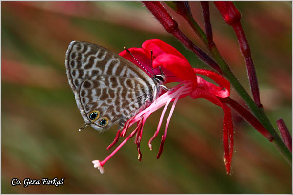 021_short-tailed_blue.jpg - Lang's short-tailed blue,  Leptotes pirithous, Kratkorepi selac, Mesto - Location: Skhiatos, Grece