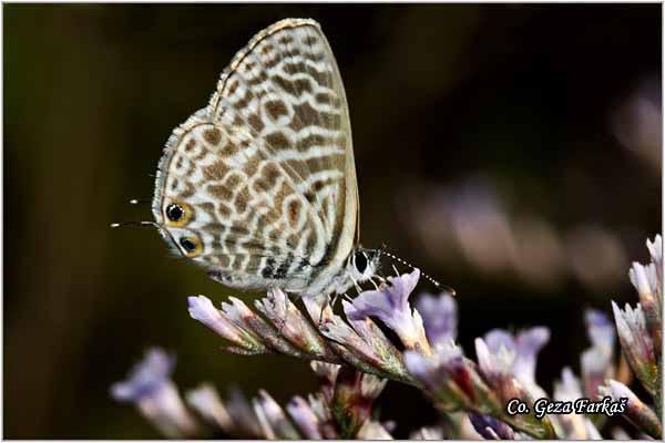 022_short-tailed_blue.jpg - Lang's short-tailed blue,  Leptotes pirithous, Kratkorepi selac, Mesto - Location: Skhiatos, Grece