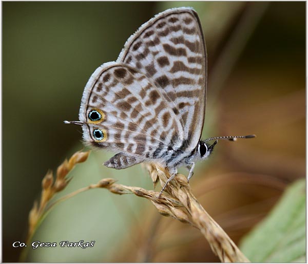 023_short-tailed_blue.jpg - Lang's short-tailed blue,  Leptotes pirithous, Kratkorepi selac, Mesto - Location: Skhiatos, Grece