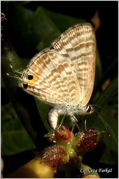 034_peablue.jpg - Paleblue, Lampides boeticus, Dugorepi selac, Mesto - Location: Skhiatos, Grece