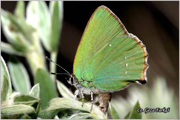 055_green_hairstreak.jpg - Green Hairstreak, Callophrys rubi, Kupinov repkar, Mesto - Location: Fruska Gora, Serbia