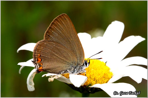 106_sloe_hairstreak.jpg - Sloe Hairstreak, Satyrium acaciae, Mali repkar, Location: Mokra gora, Serbia