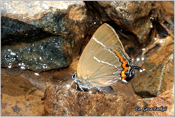 117_white_letter_hairstreak.jpg - White Letter Hairstreak, Satyrium w-album, Sumski repkar,  Mesto - Location: Fruska Gora, Serbia