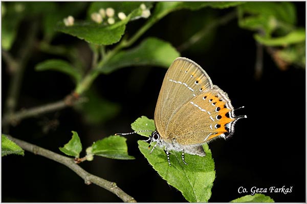 129_black_hairstreak.jpg - Black Hairstreak, Satyrium pruni, Trnjinar,  Mesto - Location: Fruska Gora, Serbia