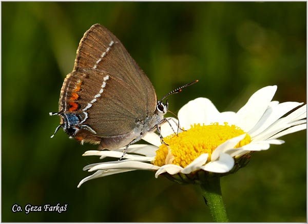 172_blue-spot_hairstreak.jpg - Blue-spot Hairstreak, Satyrium spini, Tminin  repkar, Mesto - Location: Maglic mountine, Bosnia and Herzegovina